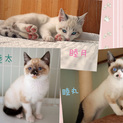 きれいな青い瞳★シャムmixの3兄弟★生後4か月