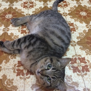 甘えん坊キジトラ君