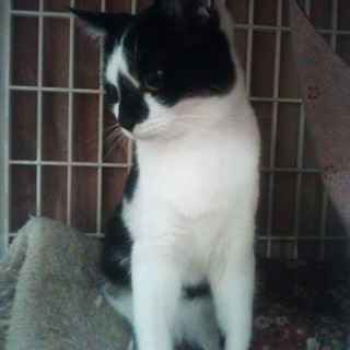 小柄な白黒の女の子の飼い主募集