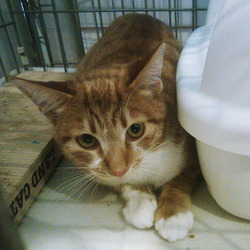 猫のごえんむすび