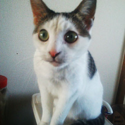 猫のごえんむすび サムネイル2