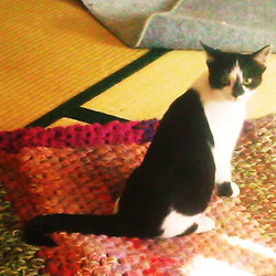 猫のごえんむすび サムネイル3