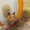 我が家に来て2ヶ半。毎日豪快に走ってます！