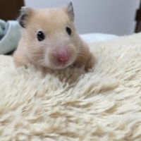 もみじ