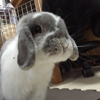 フローラ
