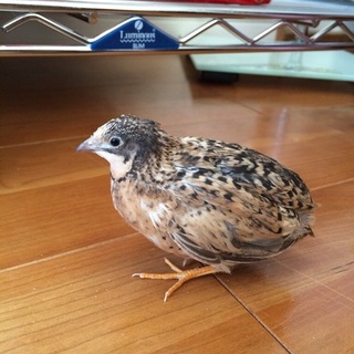 姫ウズラの女の子②