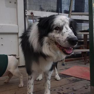 ボーダーコリー『ラリー』の新しい家族募集