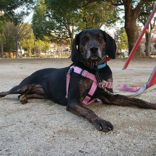 プロットMIX　メグちゃんの里親様募集中！