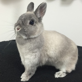 うさぎ♂の里親様募集