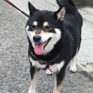 柴犬 花ちゃんの里親募集