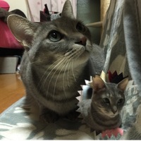 チビ