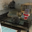 うさぎの里親募集