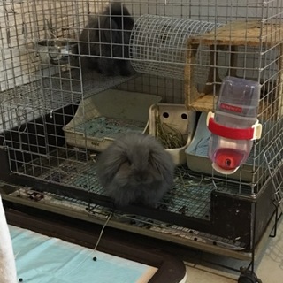 うさぎの里親募集