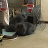 うさぎの里親募集 サムネイル2