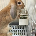 《里親様募集一時停止》ロップイヤー（雑種）♀1歳