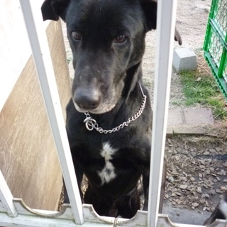 甘えん坊な黒ちゃん！