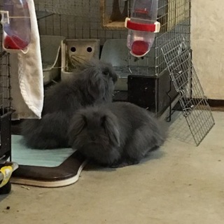 うさぎの里親募集