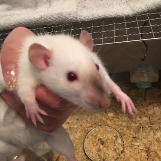 生後2ヶ月ダンボラット(ヒマラヤン)♀２匹