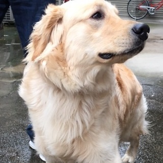 大人しく元気なゴールデン（１歳）