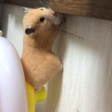 ロイールの使い方間違ってますよー >0<