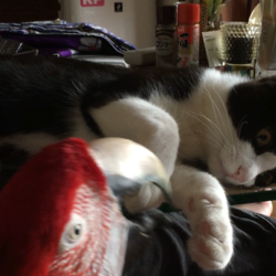 「かいかい」サムネイル1