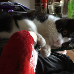 「かいかい」サムネイル2