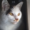 猫初心者必見！人慣れバツグン美猫白ミケ サムネイル2