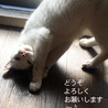 猫初心者必見！人慣れバツグン美猫白ミケ サムネイル3