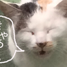 猫初心者必見！人慣れバツグン美猫白ミケ サムネイル4
