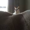 猫初心者必見！人慣れバツグン美猫白ミケ サムネイル5