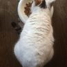 猫初心者必見！人慣れバツグン美猫白ミケ サムネイル7