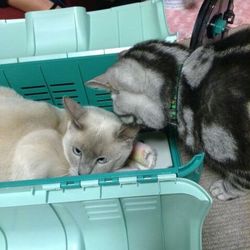 歓迎　つばさ君！