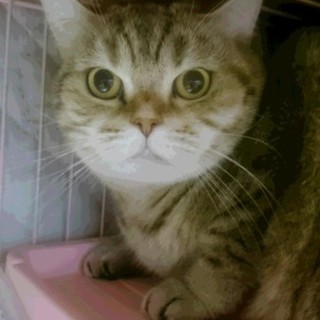 スコティッシュF・短毛☆スギョン☆立耳・女の子6歳