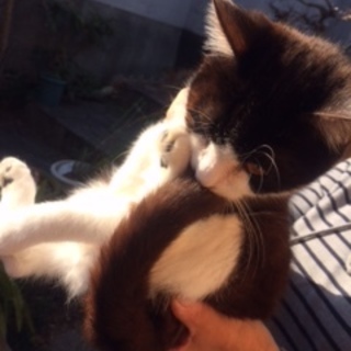 甘えん坊　はちわれくん４か月♂片目治療中