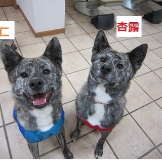 仲良し姉妹の秋田MIX里親様大募集♪