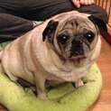 ★【里親募集中】グロリア（パグ）★