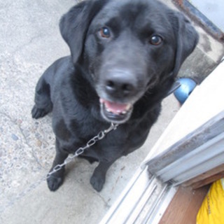 ＜緊急＞飼育放棄の黒ラブ風の男の子