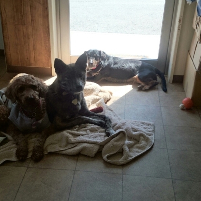 ベリーズドッグのカバー写真