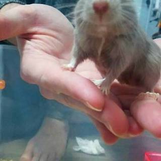 スナネズミくん2匹素敵な里親さま見つかりました。