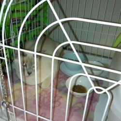 つばさ君が来てから