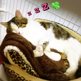 キジ白ハチワレ、大福くん。