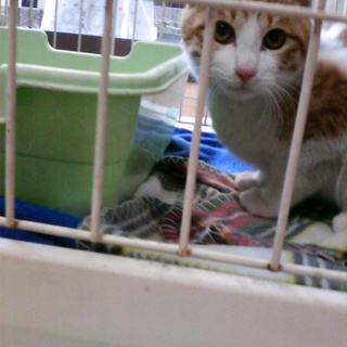 決定です！天使の羽柄★白キジのイケメンちび君！