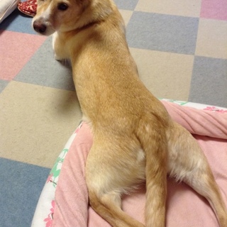 マイペースな大きめ女の子、福ちゃんです。