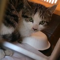 大人しめのサバ白の子猫君 