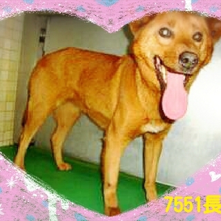 里親さんが、決まりました。ありがとうございました