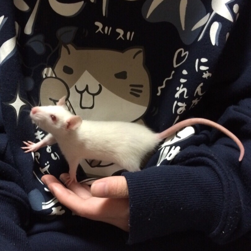 朔（さく）のカバー写真