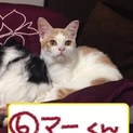 保護主より募集終了となりました。