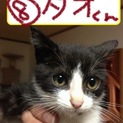 保護主より募集終了となりました。