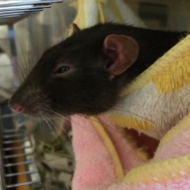 ハンモックから頭を出して休憩中