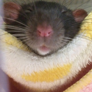 ハンモックで休憩中